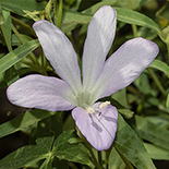 Barleria pretoriensis